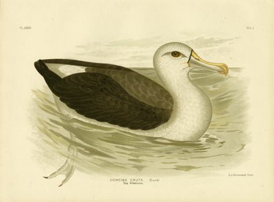 White-Capped Albatross by Gracius Broinowski